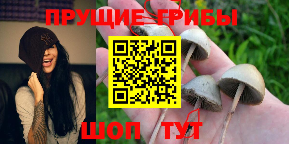Псилоцибиновые грибы GOLDEN TEACHER  Галлюциногенные грибы GOLDEN TEACHER  купить закладку  Домодедово  Вход с VPN 